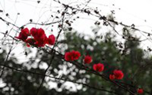 醉生梦死的情侣网名是什么